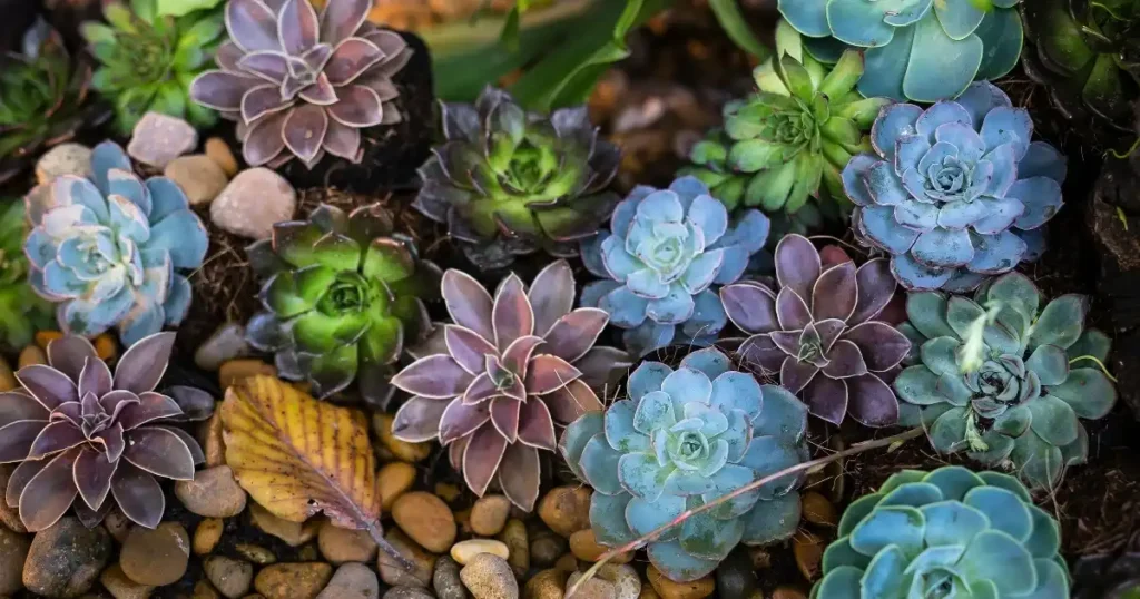 Colorful kinds of succulents in geometric planters