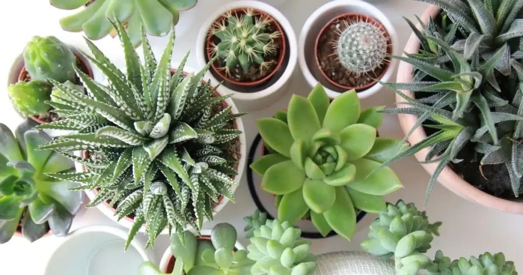 Different kinds of succulents arranged on a windowsill