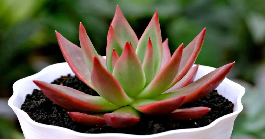 succulent Plant